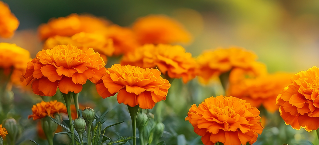 Marigold Flower Extract Lutein 5% Background